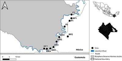 Sex-Biased Habitat Use by Phyllostomid Bats on Riparian Corridors in a Human Dominated Tropical Landscape